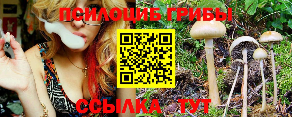 Казань  Псилоцибиновые грибы GOLDEN TEACHER  Вход с VPN 